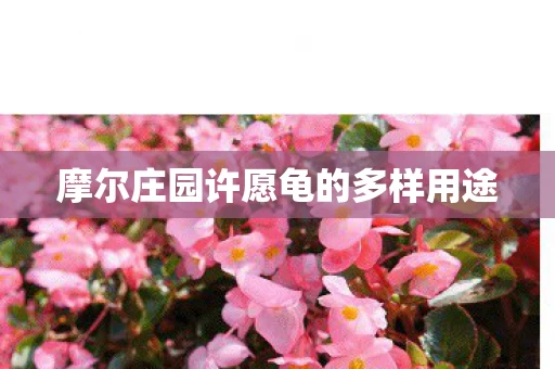 摩尔庄园许愿龟的多样用途图片