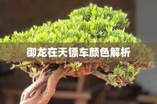 御龙在天镖车颜色解析图片