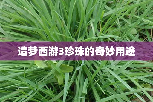 造梦西游3珍珠的奇妙用途图片