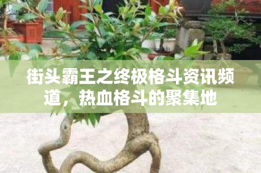 街头霸王之终极格斗资讯频道图片