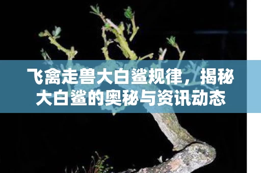 揭秘大白鲨的奥秘与资讯动态图片