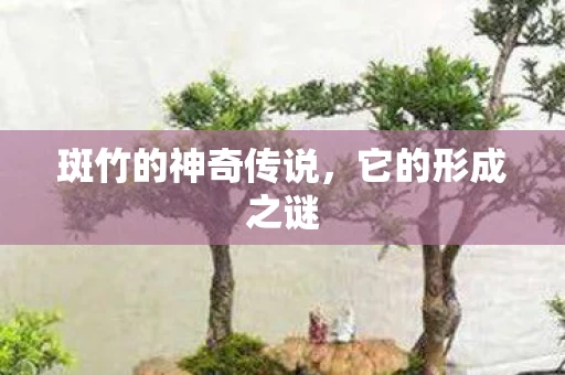 斑竹的神奇传说图片