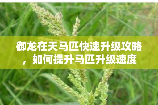 御龙在天马匹快速升级攻略图片
