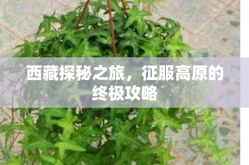 征服高原的终极攻略图片