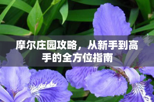 从新手到高手的全方位指南图片